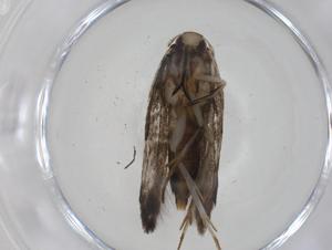  (elachMalaise01 Malaise7840 - CBG-A16803-F07)  @11 [ ] CreativeCommons - Attribution Share - Alike (2023) Centre for Biodiversity Genomics Centre for Biodiversity Genomics