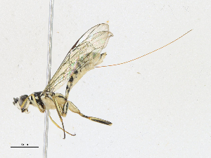  ( - CBG-A17546-D04)  @11 [ ] CreativeCommons - Attribution Share-Alike (2023) CBG Photography Group Centre for Biodiversity Genomics