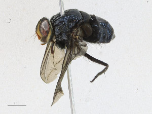  (Scotiptera Malaise4446 - CBG-A17546-F02)  @11 [ ] CreativeCommons - Attribution Share-Alike (2023) CBG Photography Group Centre for Biodiversity Genomics