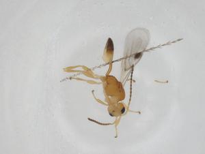  ( - CBG-A17828-G04)  @11 [ ] CreativeCommons - Attribution Share - Alike (2023) Centre for Biodiversity Genomics Centre for Biodiversity Genomics