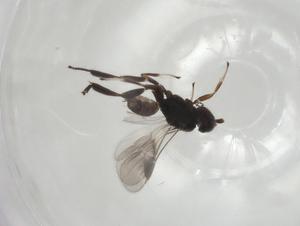  (Adelius Malaise1629 - CBG-A04226-H04)  @11 [ ] CreativeCommons - Attribution (2023) Centre for Biodiversity Genomics Centre for Biodiversity Genomics