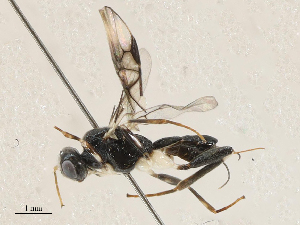  (Nealiolus Malaise7222 - CBG-A04583-G10)  @11 [ ] CreativeCommons - Attribution (2023) CBG Photography Group Centre for Biodiversity Genomics
