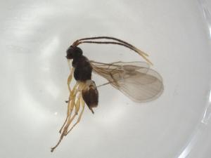  (Mirax Malaise5483 - CBG-A04658-B08)  @11 [ ] CreativeCommons - Attribution (2023) Centre for Biodiversity Genomics Centre for Biodiversity Genomics