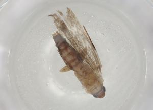  ( - CBG-A04663-C02)  @11 [ ] CreativeCommons - Attribution (2023) Centre for Biodiversity Genomics Centre for Biodiversity Genomics