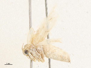  ( - CBG-A05365-B01)  @11 [ ] CreativeCommons - Attribution (2023) CBG Photography Group Centre for Biodiversity Genomics