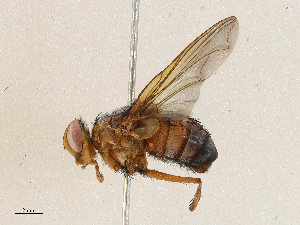  (Scotiptera Malaise4263 - CBG-A05365-E02)  @11 [ ] CreativeCommons - Attribution (2023) CBG Photography Group Centre for Biodiversity Genomics