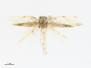  ( - CBG-A13229-A06)  @11 [ ] CreativeCommons - Attribution Share - Alike (2023) CBG Photography Group Centre for Biodiversity Genomics