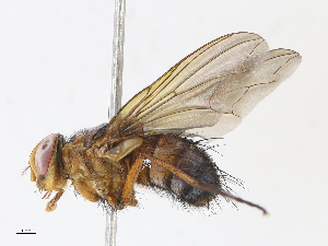  ( - CBG-A13229-D09)  @11 [ ] CreativeCommons - Attribution Share - Alike (2023) CBG Photography Group Centre for Biodiversity Genomics