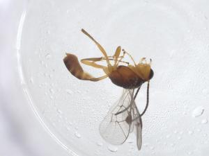  ( - CBG-A13408-B12)  @11 [ ] CreativeCommons - Attribution Share - Alike (2023) Centre for Biodiversity Genomics Centre for Biodiversity Genomics