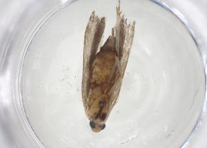  ( - CBG-A14255-H07)  @11 [ ] CreativeCommons - Attribution Share - Alike (2023) Centre for Biodiversity Genomics Centre for Biodiversity Genomics