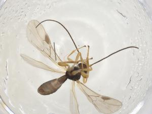  (doryMalaise01 Malaise4706 - CBG-A14877-B06)  @11 [ ] CreativeCommons - Attribution Share - Alike (2023) Centre for Biodiversity Genomics Centre for Biodiversity Genomics