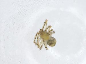  ( - CBG-A14882-G10)  @11 [ ] CreativeCommons - Attribution Share - Alike (2023) Centre for Biodiversity Genomics Centre for Biodiversity Genomics