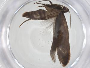  ( - CBG-A17841-C07)  @11 [ ] CreativeCommons - Attribution Share - Alike (2023) Centre for Biodiversity Genomics Centre for Biodiversity Genomics