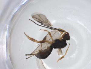  (Heterospilus Malaise1975 - CBG-A17844-E07)  @11 [ ] CreativeCommons - Attribution Share - Alike (2023) Centre for Biodiversity Genomics Centre for Biodiversity Genomics