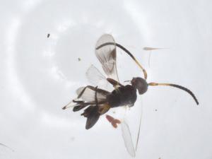  (Adelius Malaise4970 - CBG-A17852-D08)  @11 [ ] CreativeCommons - Attribution Share - Alike (2023) Centre for Biodiversity Genomics Centre for Biodiversity Genomics