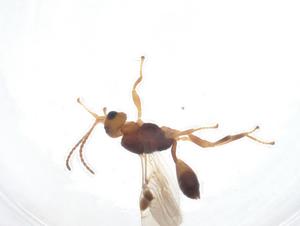  ( - CBG-A17871-A12)  @11 [ ] CreativeCommons - Attribution Share - Alike (2023) Centre for Biodiversity Genomics Centre for Biodiversity Genomics