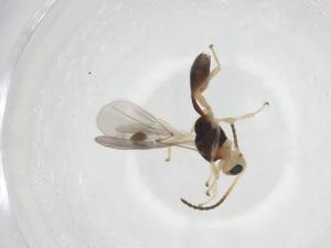  ( - CBG-A17872-E09)  @11 [ ] CreativeCommons - Attribution Share - Alike (2023) Centre for Biodiversity Genomics Centre for Biodiversity Genomics