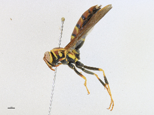  ( - CBG-A18345-E01)  @11 [ ] CreativeCommons - Attribution Share-Alike (2023) CBG Photography Group Centre for Biodiversity Genomics