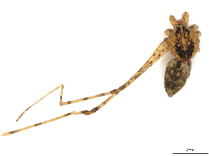  ( - CBG-A18345-H11)  @11 [ ] CreativeCommons - Attribution (2023) CBG Photography Group Centre for Biodiversity Genomics