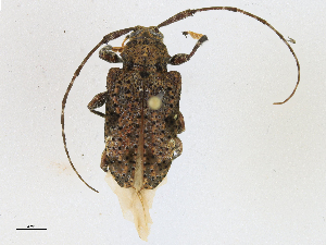  ( - CBG-A18346-D05)  @11 [ ] CreativeCommons - Attribution Share-Alike (2023) CBG Photography Group Centre for Biodiversity Genomics