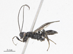  (Nealiolus Malaise3962 - CBG-A05433-D03)  @11 [ ] CreativeCommons - Attribution (2023) CBG Photography Group Centre for Biodiversity Genomics
