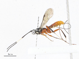  (banMalaise01 Malaise7747 - CBG-A06219-B06)  @11 [ ] CreativeCommons - Attribution Share-Alike (2023) CBG Photography Group Centre for Biodiversity Genomics