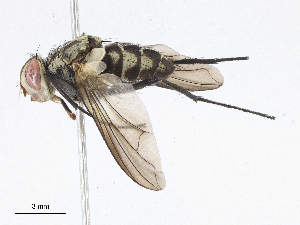  ( - CBG-A06219-F05)  @11 [ ] CreativeCommons - Attribution Share-Alike (2023) CBG Photography Group Centre for Biodiversity Genomics