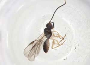  (opiMalaise01 Malaise2157 - CBG-A06448-A04)  @11 [ ] CreativeCommons - Attribution (2023) Centre for Biodiversity Genomics Centre for Biodiversity Genomics