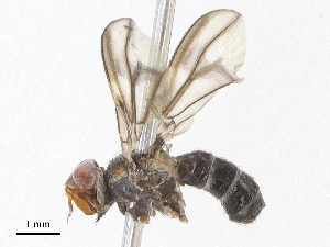  ( - CBG-A07079-A12)  @11 [ ] CreativeCommons - Attribution Share - Alike (2023) CBG Photography Group Centre for Biodiversity Genomics