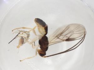  (opiMalaise01 Malaise9750 - CBG-A08074-H02)  @11 [ ] CreativeCommons - Attribution (2023) Centre for Biodiversity Genomics Centre for Biodiversity Genomics