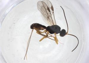  ( - CBG-A08081-A09)  @11 [ ] CreativeCommons - Attribution (2023) Centre for Biodiversity Genomics Centre for Biodiversity Genomics