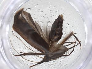  ( - CBG-A08081-G12)  @11 [ ] CreativeCommons - Attribution (2023) Centre for Biodiversity Genomics Centre for Biodiversity Genomics