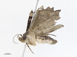  ( - CBG-A05434-A01)  @11 [ ] CreativeCommons - Attribution (2023) CBG Photography Group Centre for Biodiversity Genomics