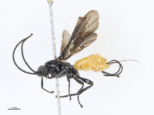  ( - CBG-A05441-B11)  @11 [ ] CreativeCommons - Attribution Share - Alike (2023) CBG Photography Group Centre for Biodiversity Genomics