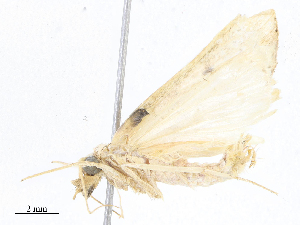  ( - CBG-A06262-B06)  @11 [ ] CreativeCommons - Attribution Share - Alike (2023) CBG Photography Group Centre for Biodiversity Genomics