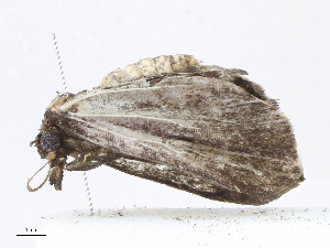  ( - CBG-A06263-F08)  @11 [ ] CreativeCommons - Attribution Share-Alike (2023) CBG Photography Group Centre for Biodiversity Genomics