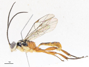  (ichneuMalaise01 Malaise0051 - CBG-A06264-G01)  @11 [ ] CreativeCommons - Attribution Share-Alike (2023) CBG Photography Group Centre for Biodiversity Genomics