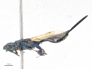  (chalMalaise01 malaise0914 - CBG-A06264-G12)  @11 [ ] CreativeCommons - Attribution Share-Alike (2023) CBG Photography Group Centre for Biodiversity Genomics