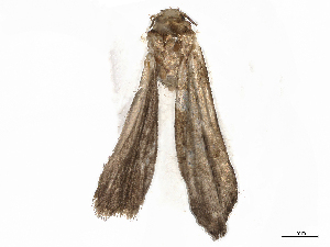  ( - CBG-A06266-A02)  @11 [ ] CreativeCommons - Attribution Share - Alike (2023) CBG Photography Group Centre for Biodiversity Genomics