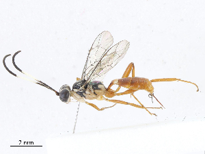  ( - CBG-A06268-E07)  @11 [ ] CreativeCommons - Attribution Share - Alike (2023) CBG Photography Group Centre for Biodiversity Genomics