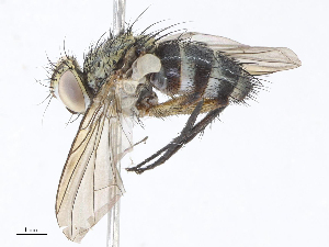  ( - CBG-A06268-E11)  @11 [ ] CreativeCommons - Attribution Share - Alike (2023) CBG Photography Group Centre for Biodiversity Genomics