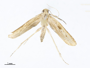  ( - CBG-A06269-A10)  @11 [ ] CreativeCommons - Attribution Share - Alike (2023) CBG Photography Group Centre for Biodiversity Genomics