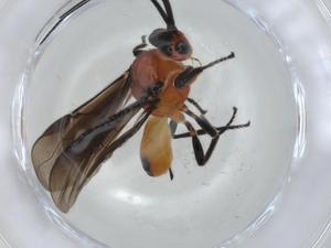  (opiMalaise01 Malaise4013 - CBG-A08581-C09)  @11 [ ] CreativeCommons - Attribution (2023) Centre for Biodiversity Genomics Centre for Biodiversity Genomics