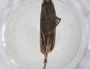  ( - CBG-A08582-A11)  @11 [ ] CreativeCommons - Attribution Share - Alike (2023) Centre for Biodiversity Genomics Centre for Biodiversity Genomics