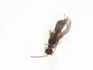  ( - CBG-A08602-D01)  @11 [ ] CreativeCommons - Attribution Share - Alike (2023) Centre for Biodiversity Genomics Centre for Biodiversity Genomics