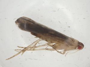  ( - CBG-A08642-A05)  @11 [ ] CreativeCommons - Attribution Share - Alike (2023) Centre for Biodiversity Genomics Centre for Biodiversity Genomics