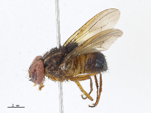  ( - CBG-A08726-B09)  @11 [ ] CreativeCommons - Attribution Share - Alike (2023) CBG Photography Group Centre for Biodiversity Genomics