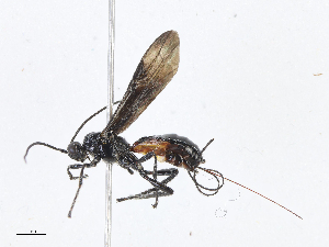  ( - CBG-A08727-C07)  @11 [ ] CreativeCommons - Attribution Share - Alike (2023) CBG Photography Group Centre for Biodiversity Genomics