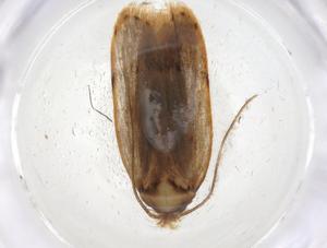  (Antaeotricha Malaise8107 - CBG-A09654-F01)  @11 [ ] CreativeCommons - Attribution (2023) Centre for Biodiversity Genomics Centre for Biodiversity Genomics