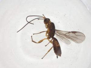  (Allorhogas Malaise3012 - CBG-A09691-B04)  @11 [ ] CreativeCommons - Attribution Share - Alike (2023) Centre for Biodiversity Genomics Centre for Biodiversity Genomics